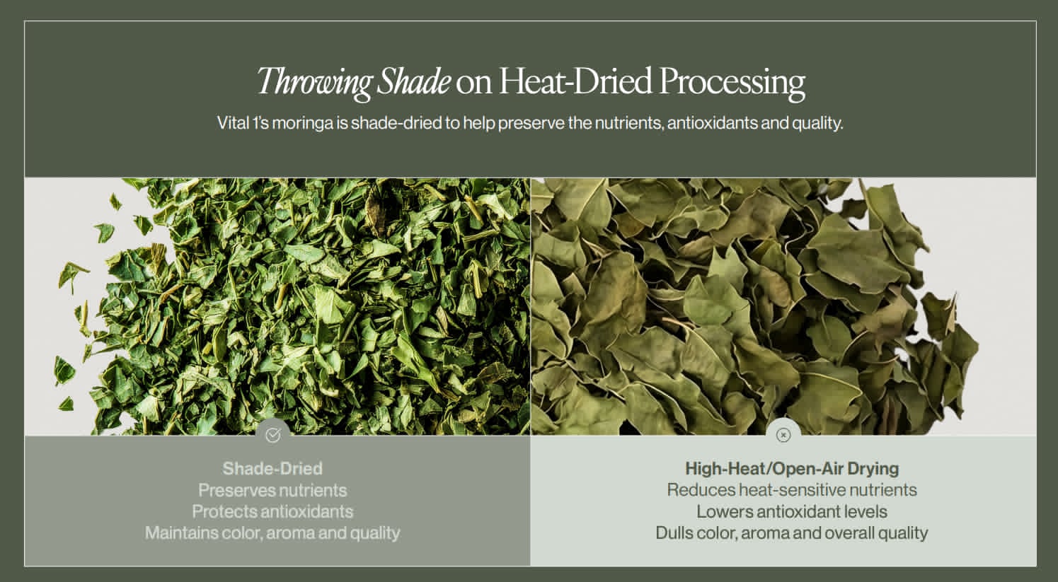 Shade-dried vs high-heat dried moringa leaf comparison